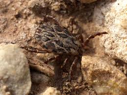 Attēlu rezultāti vaicājumam “Dermacentor reticulatus female”