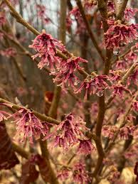 Attēlu rezultāti vaicājumam “Hamamelis vernalis flower”