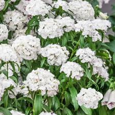 Image result for Dianthus barbatus