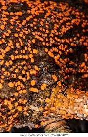 Attēlu rezultāti vaicājumam “Nectria cinnabarina”