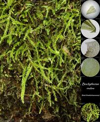 Attēlu rezultāti vaicājumam “Brachythecium rivulare”