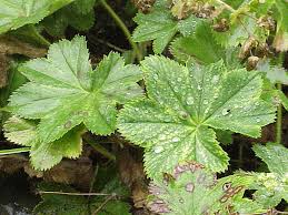 Attēlu rezultāti vaicājumam “Alchemilla vulgaris aggr. leaf”