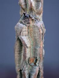 Attēlu rezultāti vaicājumam “Ulmus minor f. suberosa”