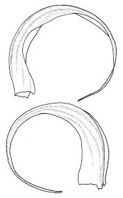 Attēlu rezultāti vaicājumam “Sanionia uncinata”