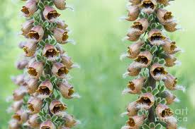 Image result for Digitalis ferruginea