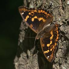 Attēlu rezultāti vaicājumam “Apatura ilia”