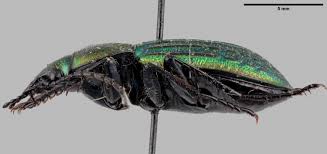 Attēlu rezultāti vaicājumam “Carabus arcensis”