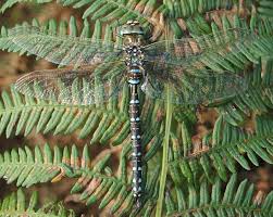 Attēlu rezultāti vaicājumam “Aeshna juncea male”