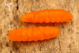 Attēlu rezultāti vaicājumam “Lasioptera rubi larva”