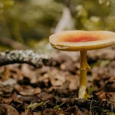 Attēlu rezultāti vaicājumam “Comatricha fragilis macro”