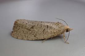 Attēlu rezultāti vaicājumam “Epiblema grandaevana”