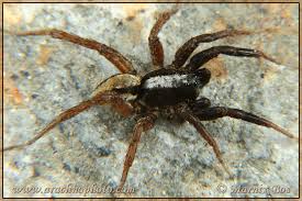 Attēlu rezultāti vaicājumam “Lycosidae”