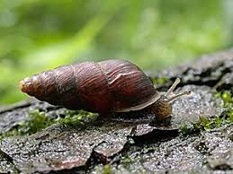 Attēlu rezultāti vaicājumam “Ena montana”