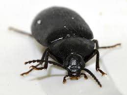 Attēlu rezultāti vaicājumam “Prionychus ater”