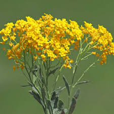 Image result for Alyssum saxatile