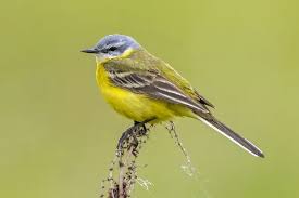 Attēlu rezultāti vaicājumam “Motacilla flava flava adult”