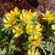 Attēlu rezultāti vaicājumam “Eranthis hyemalis”