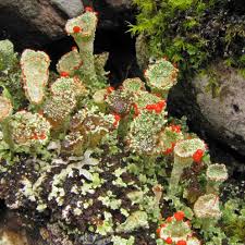 Attēlu rezultāti vaicājumam “Cladonia norvegica”