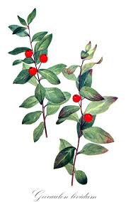 Attēlu rezultāti vaicājumam “Santalaceae”