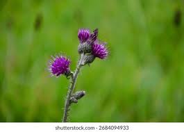 Attēlu rezultāti vaicājumam “Cirsium palustre flower”