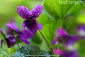 Attēlu rezultāti vaicājumam “Viola odorata”