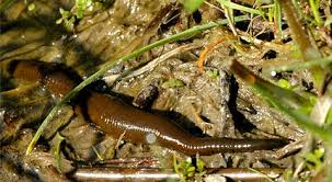 Attēlu rezultāti vaicājumam “Haemopis sanguisuga”