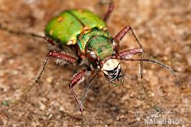 Attēlu rezultāti vaicājumam “Cicindela campestris imago”