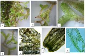 Attēlu rezultāti vaicājumam “Rhynchostegiella tenella sporophyte”
