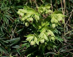 Image result for Nieswurz