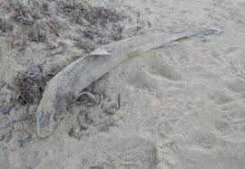 Image result for Furgaleus macki