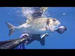 Image result for Sparus aurata