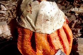 Attēlu rezultāti vaicājumam “Clathrus ruber”