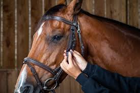 Image result for scheuklappen