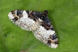 Attēlu rezultāti vaicājumam “Catarhoe cuculata”