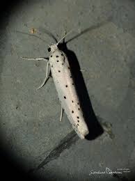 Attēlu rezultāti vaicājumam “Yponomeuta malinellus / cagnagella”