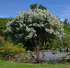 Attēlu rezultāti vaicājumam “Malus”