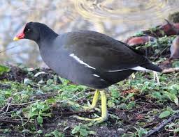 Attēlu rezultāti vaicājumam “Gallinula chloropus”