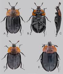 Attēlu rezultāti vaicājumam “Oiceoptoma thoracicum”