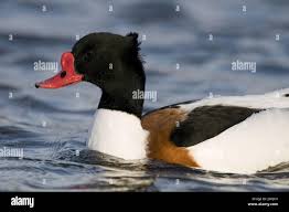 Attēlu rezultāti vaicājumam “Anseriformes”