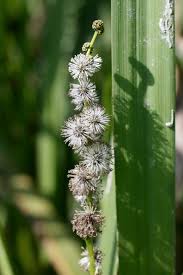 Attēlu rezultāti vaicājumam “Sparganium neglectum”