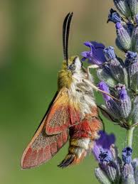 Attēlu rezultāti vaicājumam “Hemaris fuciformis”