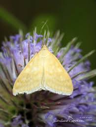 Attēlu rezultāti vaicājumam “Sitochroa verticalis”