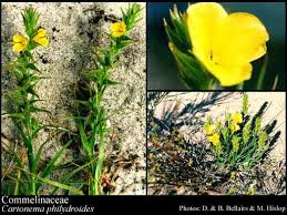 Attēlu rezultāti vaicājumam “Commelinaceae”