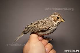 Image result for Emberiza calandra