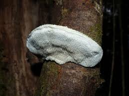 Attēlu rezultāti vaicājumam “Postia”