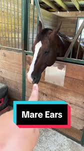 Image result for Carman Stables Archery