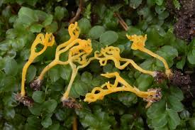 Attēlu rezultāti vaicājumam “Ramariopsis crocea”