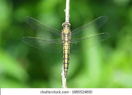 Attēlu rezultāti vaicājumam “Orthetrum cancellatum male”