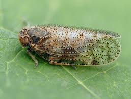 Attēlu rezultāti vaicājumam “Cixiidae”