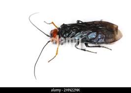 Attēlu rezultāti vaicājumam “Pamphiliidae”